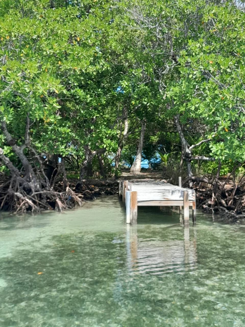 PI0011 – Driftwood Caye – A Pristine Private Island in a Protected Marine Park - Photo 3