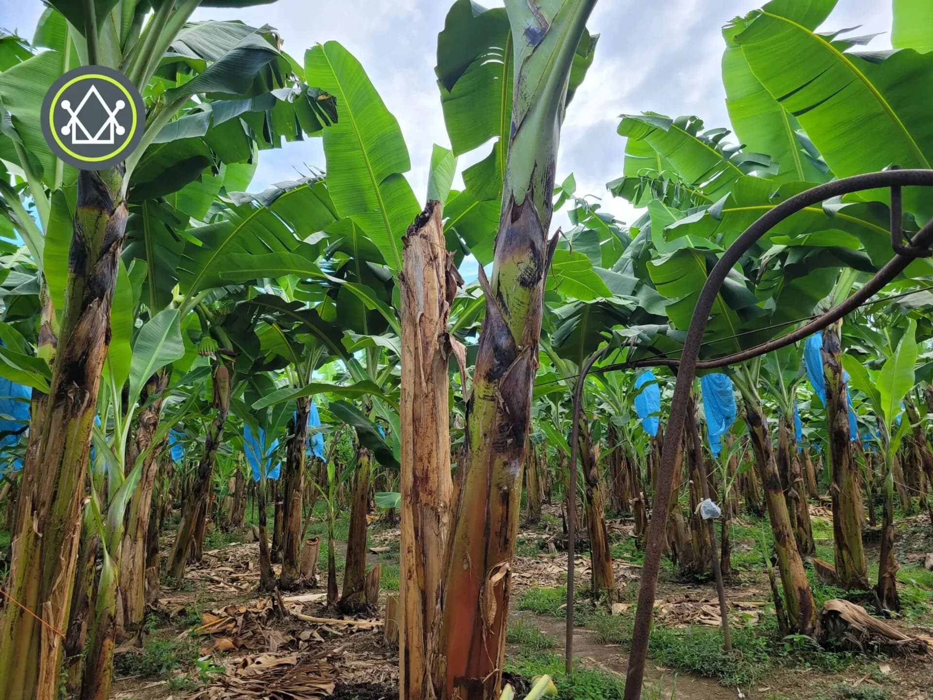 PF0023 – Banana Farm For Sale – Fully operational - Photo 3