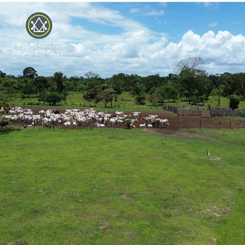 PF0066 – Operational Cattle Farm bordered by the Swasey River