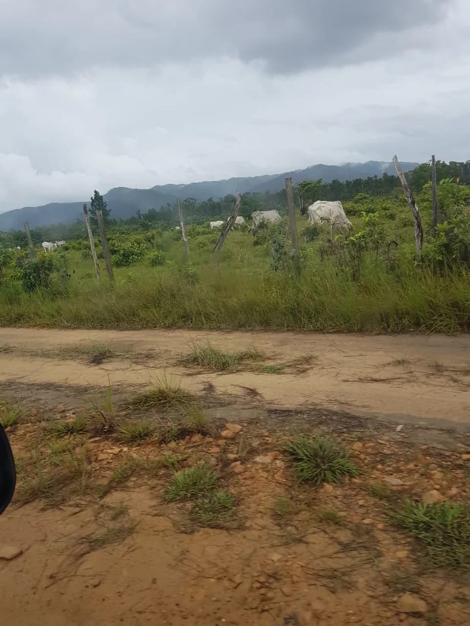 PL0010 – 200 Acre Property presenting an enticing investment opportunity. - Photo 8