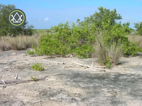 PF0022 – Large Acreage for sale in Belize – 3,500 Acres in Shipstern - Photo 3