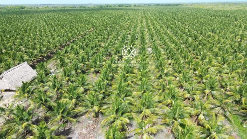 PF0049 – Premier Turnkey Coconut Plantation & Agribusiness in Southern Belize