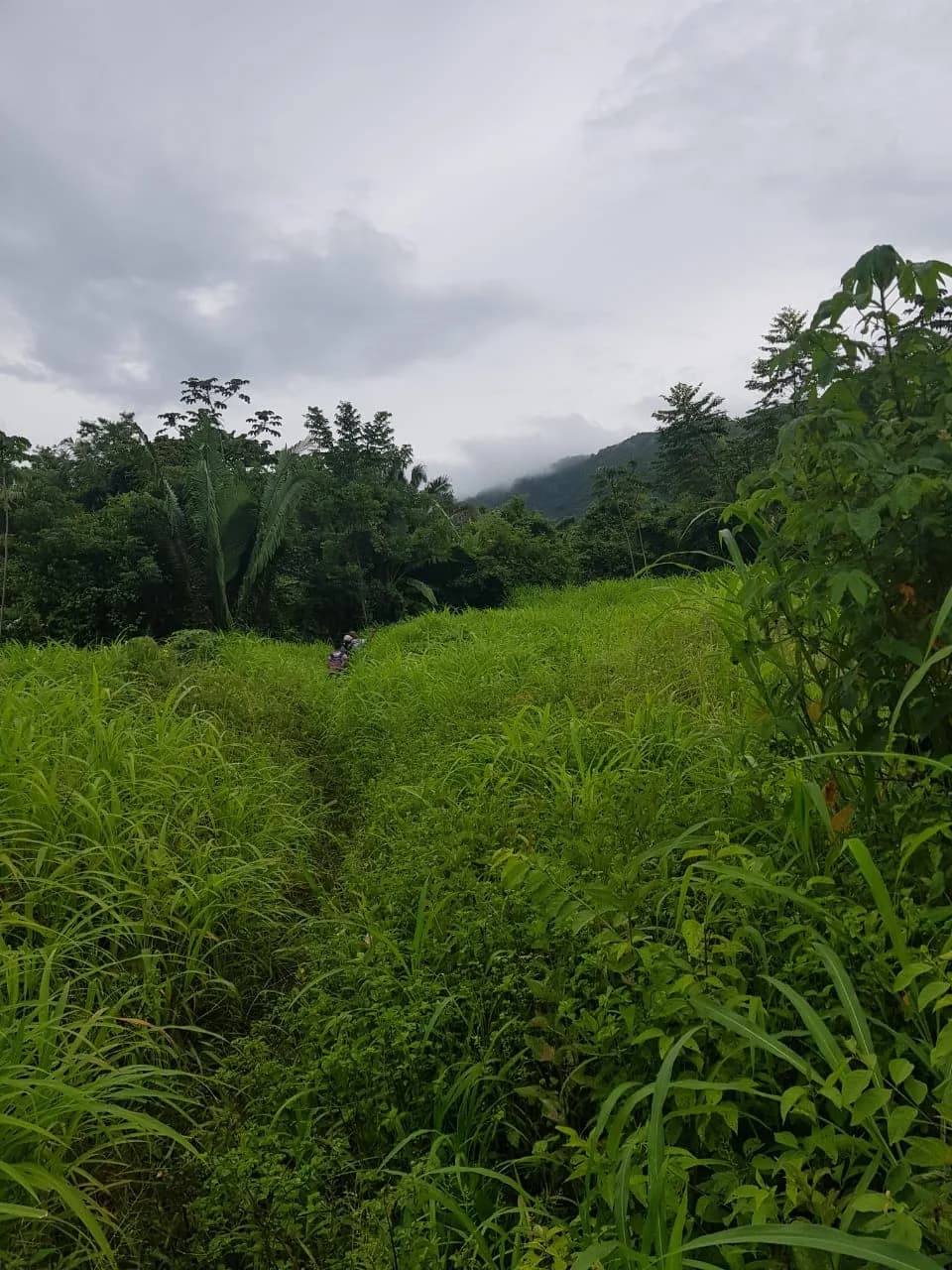 PL0010 – 200 Acre Property presenting an enticing investment opportunity. - Photo 2
