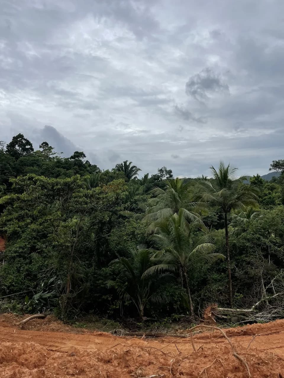 PF0038 – 30 Acres Hummingbird Highway - Photo 8
