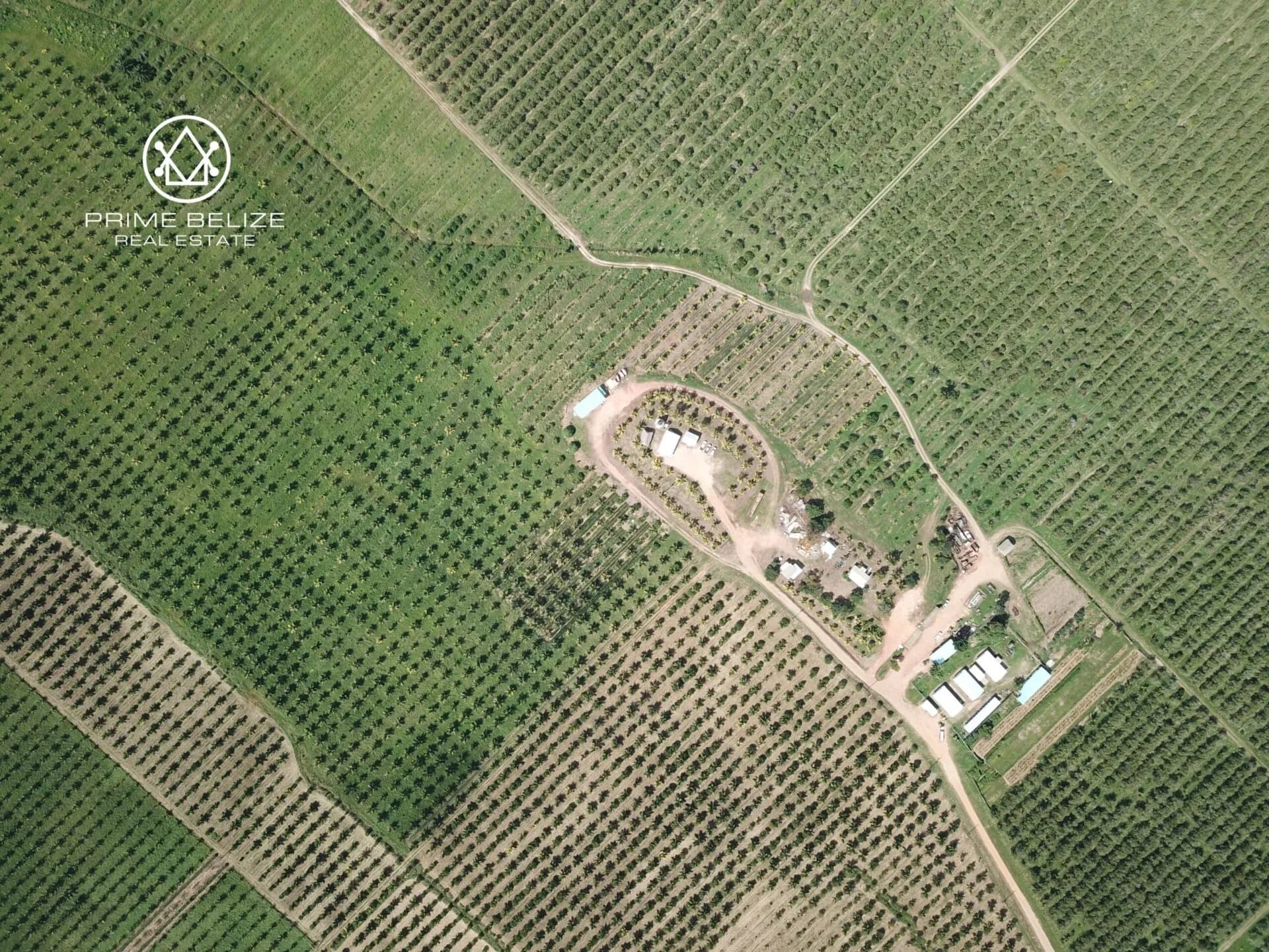 PF0042 – 966 ACRES COCONUTS AND OTHER PRODUCING CROP – STANN CREEK BELIZE - Photo 4
