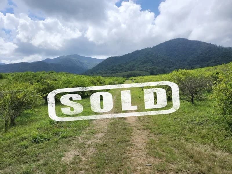 PF0040 – High yield, producing Lime farm – Hummingbird Highway – Cayo