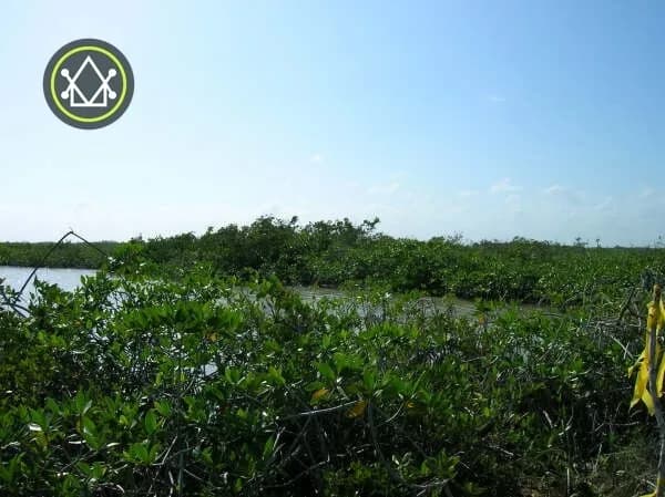 PF0022 – Large Acreage for sale in Belize – 3,500 Acres in Shipstern - Photo 7