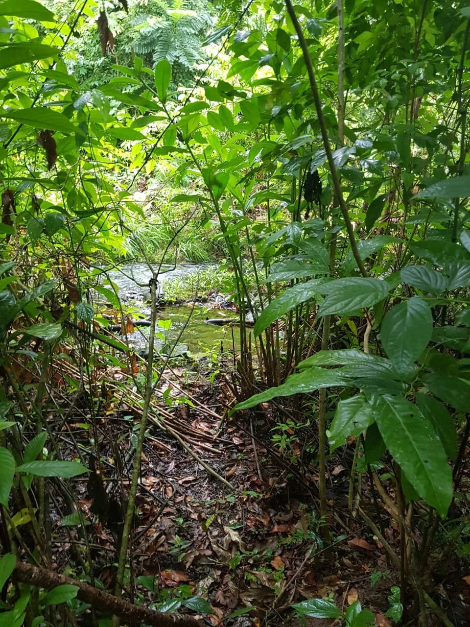 PL0010 – 200 Acre Property presenting an enticing investment opportunity. - Photo 3