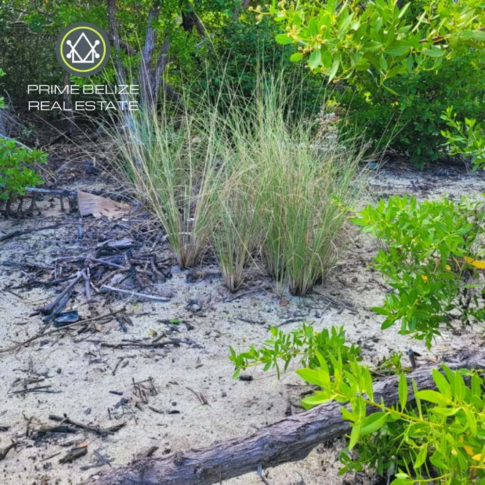 PI0051 – Tobacco Caye Range Plot 5 & 6 For Sale - Photo 2