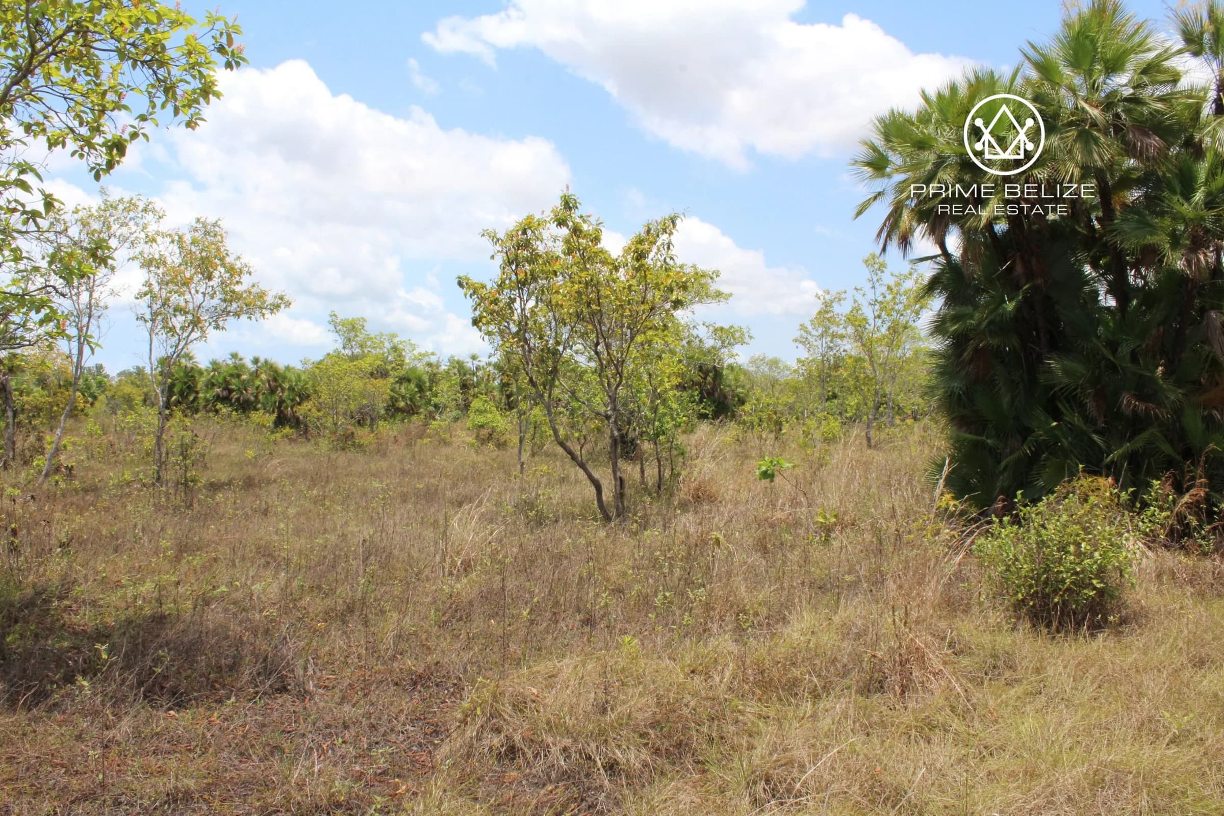 PL0015 – Extraordinary 100 Acre Parcel near Mango Creek - Photo 6