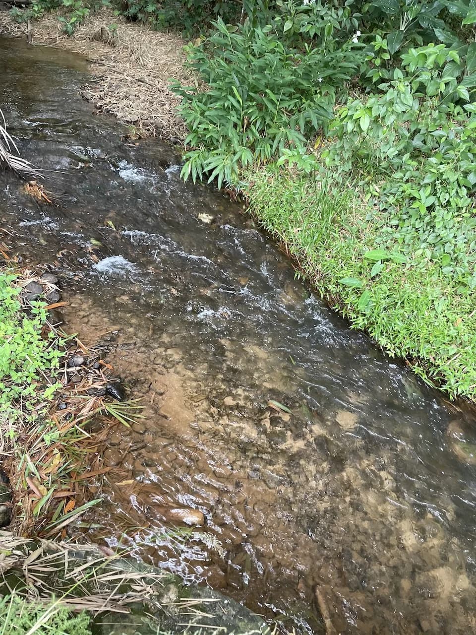 PF0038 – 30 Acres Hummingbird Highway - Photo 6