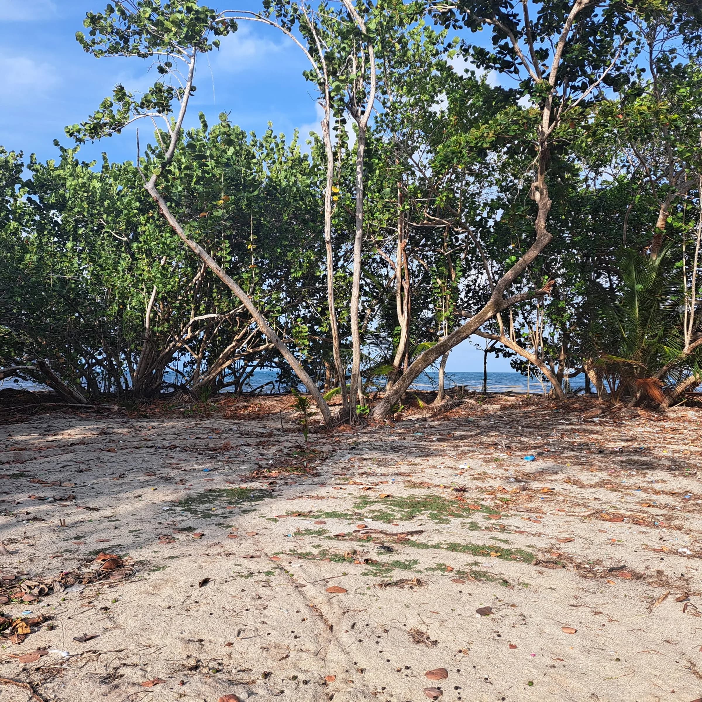 PL0134 – Location Location – Beachfront Lot Near Placencia Airport - Photo 3