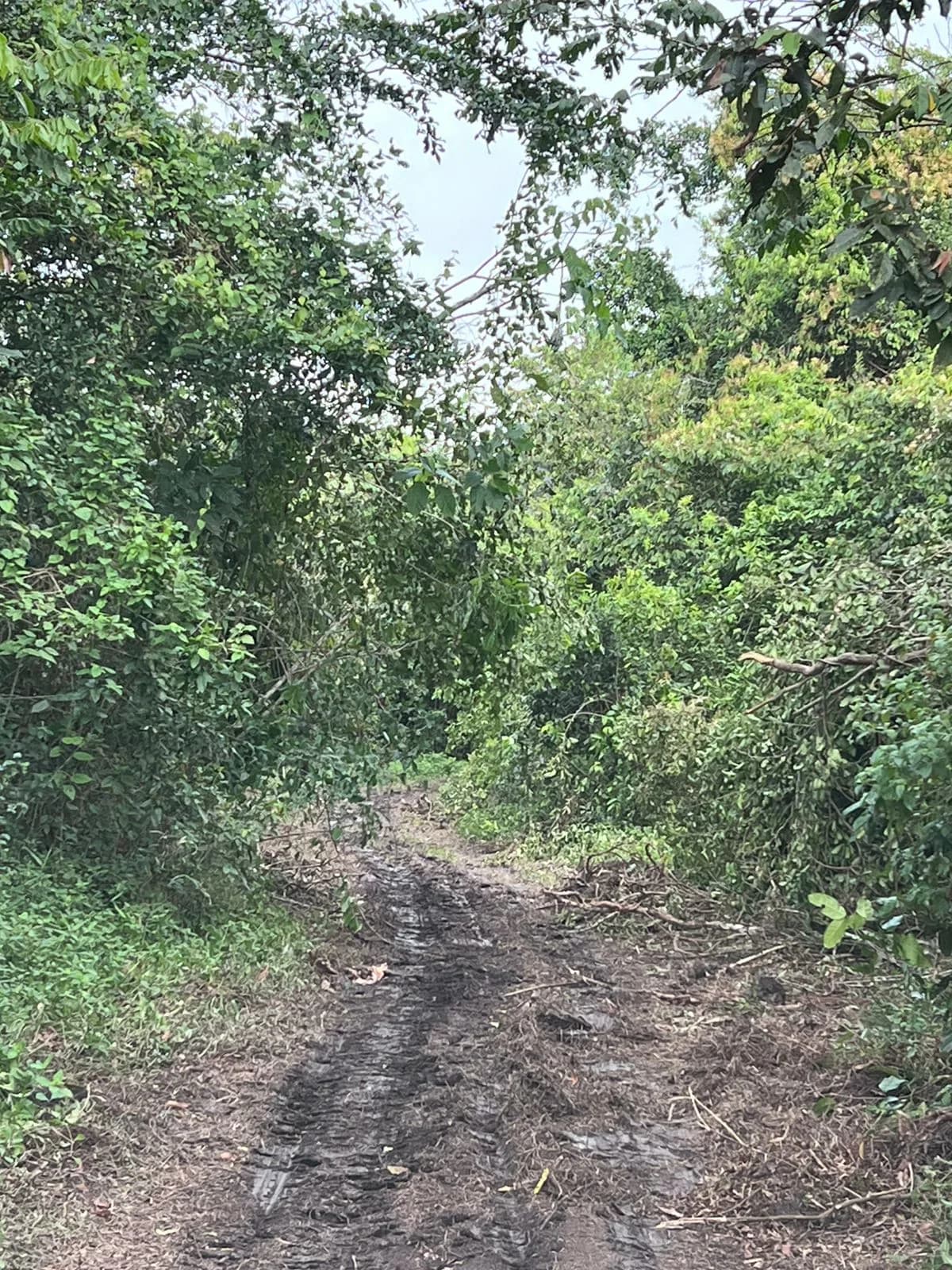 PF0010 – Fertile Farmland 9,207.85 Acres for Sale in Belize – Only $1,200 USD per Acre! - Photo 4