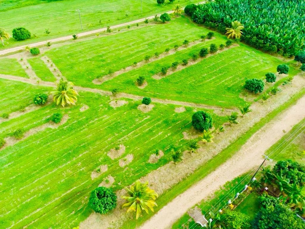 PL0119 – Sittee River Orchard Estate – Exclusive Lots for Sale Start – 39,900 USD - Photo 3