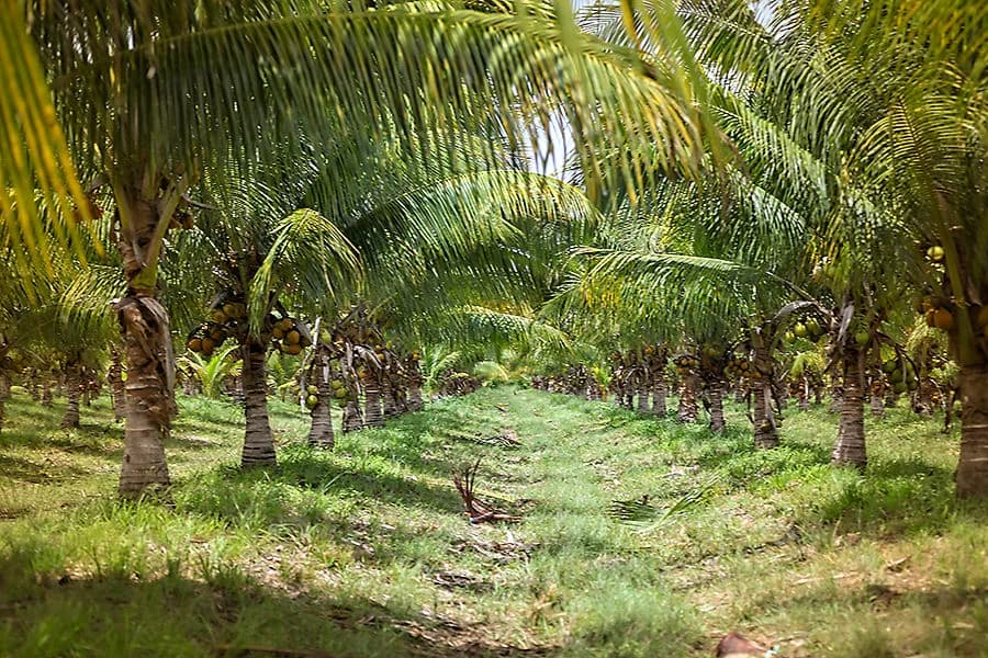 PF0042 – 966 ACRES COCONUTS AND OTHER PRODUCING CROP – STANN CREEK BELIZE
