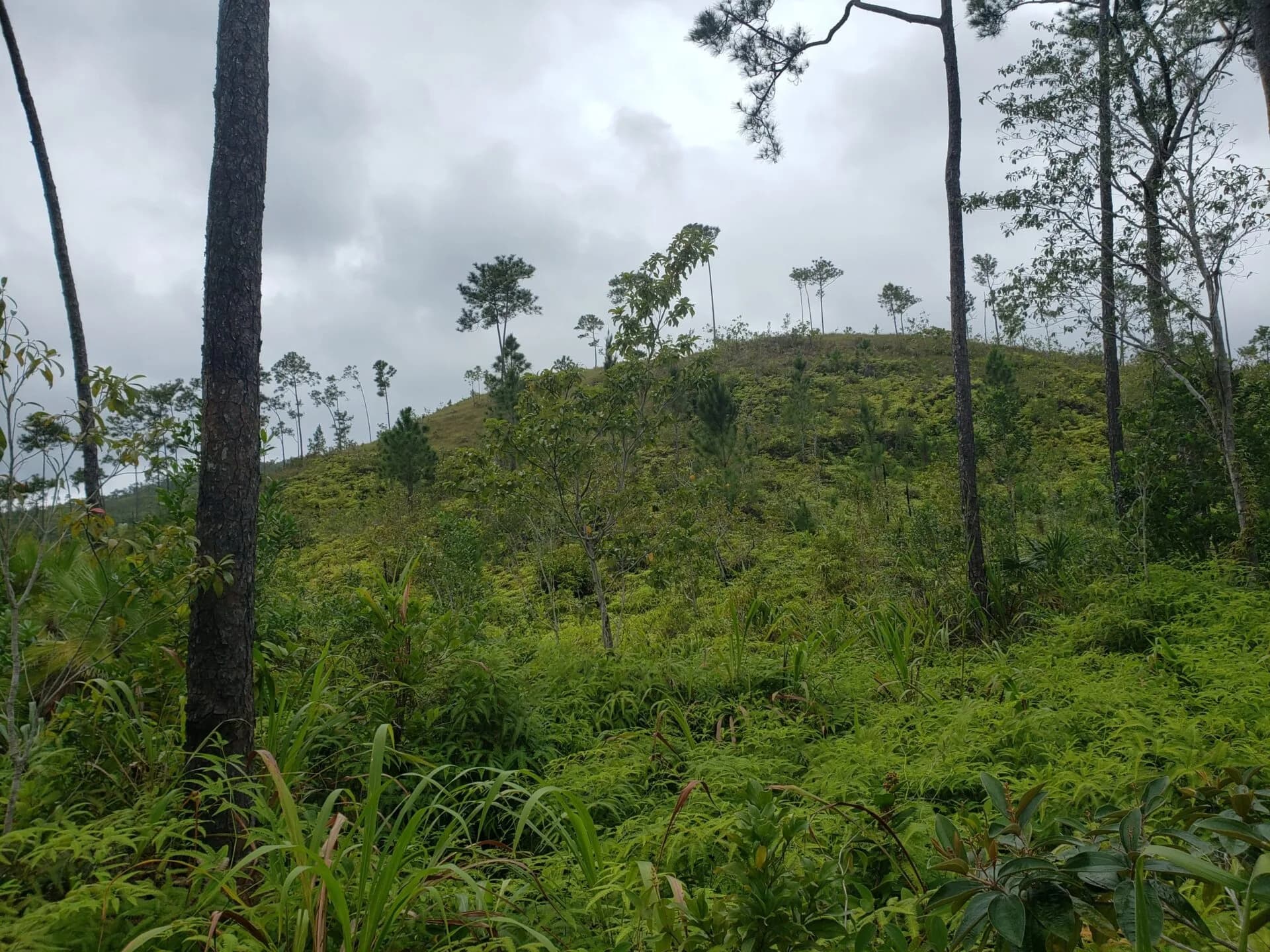 PF0039 – 1100 +/-Acres of Pristine Land in Stann Creek, Belize - Photo 6